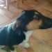 Found black border collie puppy in Coolroe, Ballincollig
