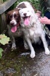 Male brown/white dog lost in Blarney