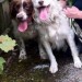 Male brown/white dog lost in Blarney