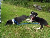 Black/white collie missing