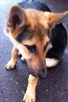 Young female German Shepherd found in St Lukes