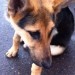 Young female German Shepherd found in St Lukes