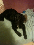 Renewed Appeal for Owners-Spaniel Cross