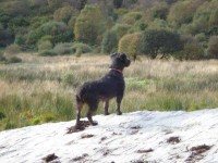 Black wire-haired terrier lost in Macroom