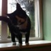 Black/white cat lost in Kilmurray