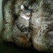 Neutered Male tabby cat lost, castletreasure/ douglas area