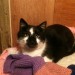 Black and white cat found in Macroom