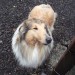 Rough collie found in Kilkenny