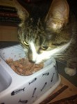 Tabby cat found in Mallow