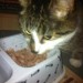 Tabby cat found in Mallow