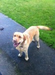 Golden Labrador found in Ballincollig