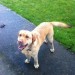 Golden Labrador found in Ballincollig