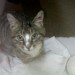 Young tabby cat found in Rathcormac