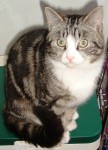 Male short haired tabby cat lost in Ballincollig
