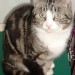 Male short haired tabby cat lost in Ballincollig