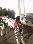 Dalmation lost in Donoughmore