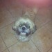 Male Shih Tzu found in Blackpool