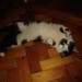 Black/white cat found in Berrings