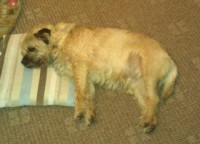 Male Border Terrier lost in Churchtown, Mallow