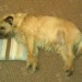 Male Border Terrier lost in Churchtown, Mallow