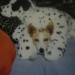 Jack Russell lost in Clonakilty