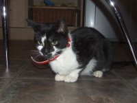 Short hair black & white kitten/ cat with red collar found in Rathcormac cork