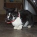 Short hair black & white kitten/ cat with red collar found in Rathcormac cork
