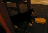 Female Cat found on North Mall, Cork