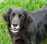 Male collie-retriever X missing from Castleconnel