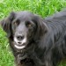 Male collie-retriever X missing from Castleconnel