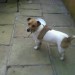 Male Jack Russell lost in Faranree