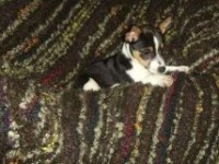 Female tricolour pup lost/stolen in Ballinadee, Kinsale
