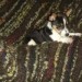 Female tricolour pup lost/stolen in Ballinadee, Kinsale