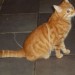 Ginger cat lost in Ardnacrusha