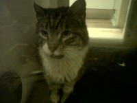 Tabby and white cat found in Crossbarry