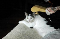 Male white/grey cat missing from Old Blackrock Road