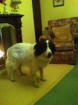 Male Collie lost in Passage West