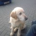 Female golden retriever/labrador found in Kinsale
