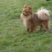 Long-haired Chihuahua lost in Donnybrook