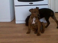 Male Brindle Terrier pup lost in Clonmult, Dungourney