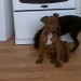 Male Brindle Terrier pup lost in Clonmult, Dungourney