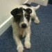 Wire-haired terrier found in UCC