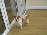 Jack Russell/Wire-Haired Terrier mix missing from Cloyne