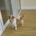 Jack Russell/Wire-Haired Terrier mix missing from Cloyne