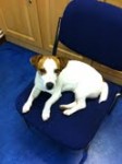 Found Bandon – Male Jack Russell