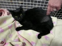 Found in Cork CUH, black female kitten