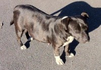 Staffy found on Airport Road