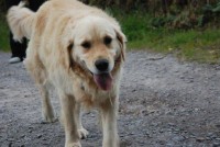 Golden Retriever lost in Enniskeane