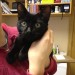 Kitten found in Midleton