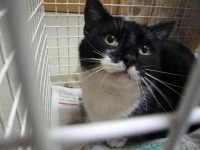 Black and white cat found in Cloyne